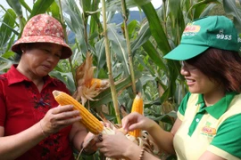 Hơn 24.000 nông dân sẽ được tiếp cận với mô hình ngô biến đổi gen 