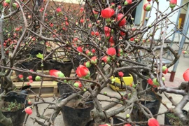 Hoa mai đỏ có ý nghĩa mang lại may mắn tài lộc cho người mua. (Ảnh: Thanh Tâm/Vietnam+)