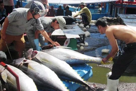 Tổng sản lượng thủy sản tám tháng đầu năm đạt hơn 4 triệu tấn