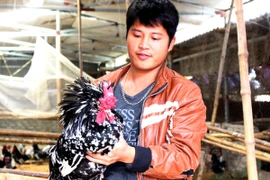 Gà Quý phi có phần lông trên đầu nhô lên và có mào tựa như chiếc vương miện trông rất quý phái. (Ảnh: Thanh Tâm/Vietnam+)