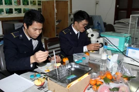 Việt Nam tạm dừng nhập khẩu hoa quả từ Australia do dịch ruồi đục 