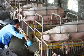 Nông dân chăm sóc đàn lợn nái tại Hưng Yên. (Ảnh: Đình Huệ/TTXVN)