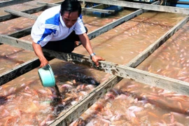 Triển khai mô hình nuôi cá diêu hồng mang lại hiệu quả kinh tế cao. (Ảnh: Đình Huệ/TTXVN)