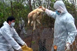 Lực lượng chức năng tỉnh Lai Châu tiến hành tiêu hủy gia cầm dương tính với virus cúm gia cầm H5N6. (Ảnh: Nguyễn Công Hải/TTXVN)