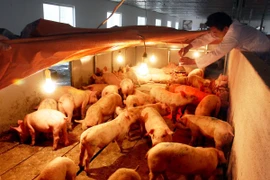 Tăng cường các biện pháp phòng chống đói, rét cho gia súc 