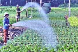 Chuyển đổi 770 nghìn ha đất trồng lúa sang trồng cây có hiệu quả hơn