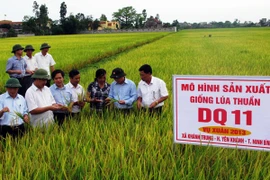 Thành lập Viện nghiên cứu lúa quốc tế đầu tiên tại Việt Nam