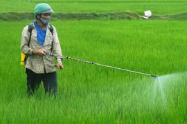 Nông dân phun thuốc trừ cỏ và sâu bệnh cho lúa. (Ảnh: Đoàn Hữu Trung/TTXVN)