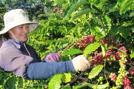 Người dân thu hoạch càphê tại Đắk lắk (Ảnh: Phạm Cường/TTXVN)