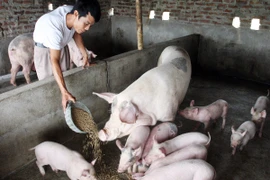 Chăn nuôi nông hộ nhỏ đối mặt với thử thách ngày càng lớn