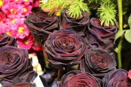 Hoa hồng đen là loại hoa nhập khẩu nên có mức giá khá “chát” và hiếm. (Ảnh: Nam Giang/Vietnam+)