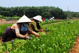 Sẽ rút giấy phép hoạt động của doanh nghiệp không trồng rừng thay thế