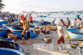 Hoạt động khai thác thủy hải sản sau sự cố môi trường Formosa đã cơ bản phục hồi. (Ảnh: TTXVN) 