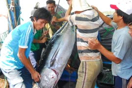 Vận chuyển cà ngừ về bến tại Phú Yên. (Ảnh: Hồng Kỳ/TTXVN)