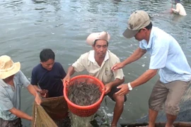 Nhiều tỉnh thành chưa bố trí kinh phí phòng,chống dịch bệnh thủy sản 