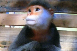 56 quốc gia và vùng lãnh thổ dự hội nghị về bảo tồn loài linh trưởng