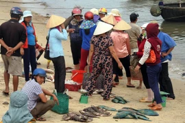 Người dân đang rất lo lắng khi thấy cá chết bất thường không rõ nguyên nhân trôi dạt vào vùng biển Quảng Trị. (Ảnh: Trần Tĩnh/TTXVN)