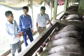 Các hộ chăn nuôi lợn ở Nam Định tiếp tục chăm sóc lợn chờ giá nhích lên. (Ảnh: Văn Đạt/TTXVN)