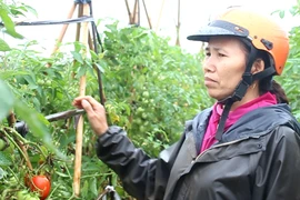 Giá cà chua rớt thảm khiến người dân đứng ngồi không yên vì không biết bán cà chua cho ai. (Ảnh: Thanh Tâm/Vietnam+)