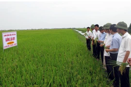 Ứng phó với ngưỡng thời tiết “quá ấm” trong vụ lúa Đông Xuân 