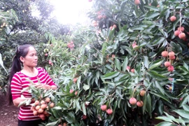 Người dân huyện Lục Ngạn thu hoạch vải sớm tại vườn. (Ảnh: Thanh Tâm/Vietnam+)