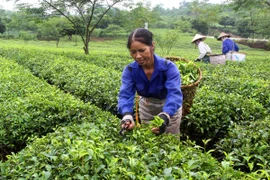 Thúc đẩy khu vực tư nhân tham gia phát triển chuỗi giá trị nông nghiệp