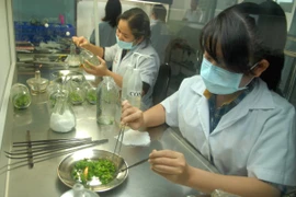 Ảnh minh họa. (Nguồn: Mạnh Linh/TTXVN)