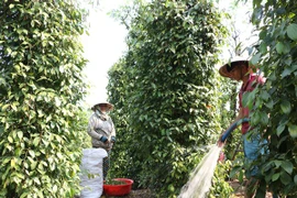 Giá hồ tiêu “lao dốc” khiến người dân lo lắng. (Ảnh: Dương Chí Tưởng/TTXVN)