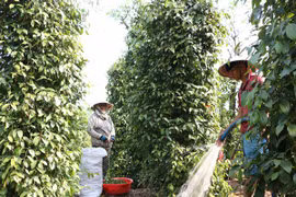 Giá hồ tiêu “lao dốc” khiến người dân lo lắng. (Ảnh: Dương Chí Tưởng/TTXVN)
