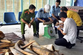 Lực lượng chức năng phát hiện hàng trăm khúc ngà voi buôn bán trái phép. (Ảnh: Tuấn Anh/TTXVN)