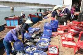 Thương lái thu mua cá của ngư dân ở Quảng Trị. (Ảnh: Thanh Thủy/TTXVN)