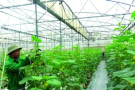 Mô hình trồng rau quả công nghệ cao tại Hải Phòng. (Ảnh: UBND TP Hải Phòng)