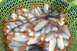 Cá heo nước ngọt ở sông Cửu Long. (Ảnh: Nguyễn Văn Trí/TTXVN)