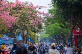 Những ngày đầu đông, người dân Thủ đô mỗi lần đi qua con phố Đội Cấn đều phải ngước lên ngắm nhìn một loài cây nở hoa sáng rực. (Ảnh: Minh Sơn/Vietnam+)