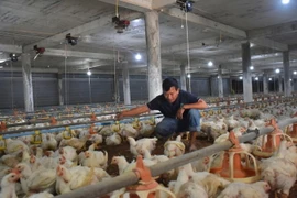 Các sản phẩm của trang trại nuôi gà của Hợp tác xã Nông nghiệp công nghệ cao Long Thành Phát tại huyện Xuyên Mộc đã được xuất đi Nhật Bản. (Ảnh: Hoàng Nhị/TTXVN)