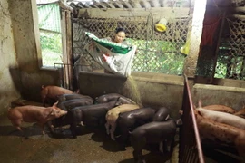 Mô hình chăn nuôi lợn thương phẩm quy mô nông hộ. (Ảnh: Vũ Sinh/TTXVN)