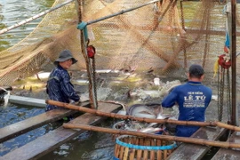 Nuôi cá tra ở Đồng Tháp. (Ảnh: Thanh Liêm/TTXVN)