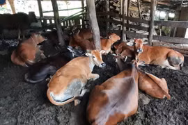 (Ảnh minh họa: TTXVN phát)