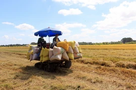 Thu hoạch lúa Đông Xuân. (Ảnh: Phạm Minh Tuấn/TTXVN)
