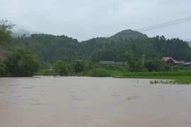 Mưa lớn kéo dài đã gây nhiều thiệt hại về diện tích lúa và hoa mầu của người dân tỉnh Yên Bái. (Ảnh: TTXVN phát)