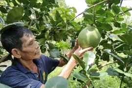 Nông dân Bến Tre chăm sóc bưởi da xanh. (Ảnh: Công Trí/TTXVN)