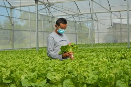 Mô hình trồng cải thủy canh. (Ảnh: Nhựt An/TTXVN)