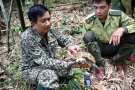 Cán bộ kiểm lâm kiểm tra tốc độ sinh trưởng của Rùa núi viền (Manouria impressa) thuộc Khu bảo tồn thiên nhiên Pù Hu. (Ảnh: Nguyễn Nam/TTXVN)