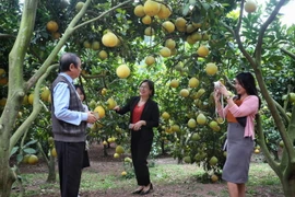 Bắc Giang: Trải nghiệm du lịch miệt vườn mùa cam, bưởi Lục Ngạn