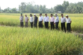 Lãnh đạo Tỉnh ủy, UBND tỉnh Bạc Liêu tham qua mô hình tôm-lúa tại huyện Hồng Dân, một trong những mô hình phát triển kinh tế hiệu quả, mang tính bền vững tại Bạc Liêu. (Ảnh: Chanh Đa/TTXVN)