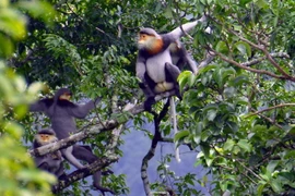 Loài chà vá chân xám có tên khoa học Pygathrix cinerea. (Ảnh: TTXVN phát)