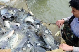 Cần Thơ nuôi thủy sản theo chuẩn thương mại khu vực