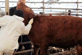 Hàn Quốc phát hiện thêm ổ dịch "lở mồm long móng"