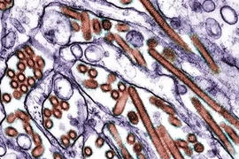Phát hiện 5 đột biến gen ở H5N1 quyết định sự lây lan