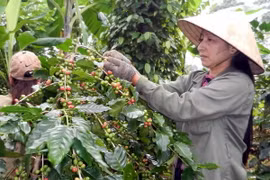Đắk Lắk xuất khẩu càphê sang 60 quốc gia và vùng lãnh thổ